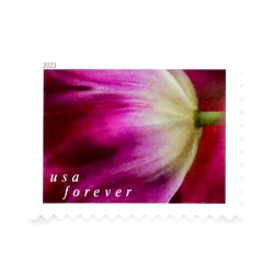 2023 US First-Class Forever Stamps - Tulip Blossoms booklet